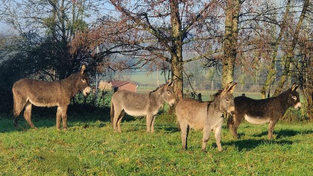 4 ânes de profil dans un pré