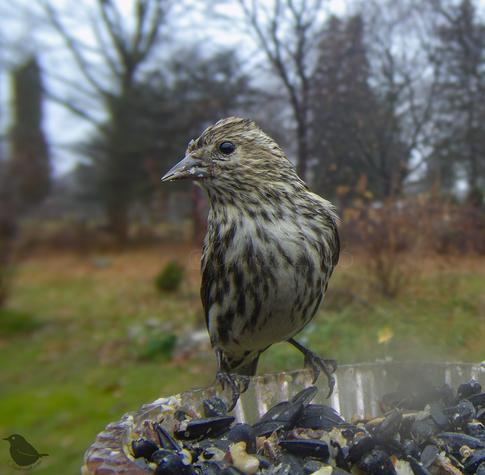 A Pine Siskin, frontal view. You can see the pointy beak and the slender overall figure.
