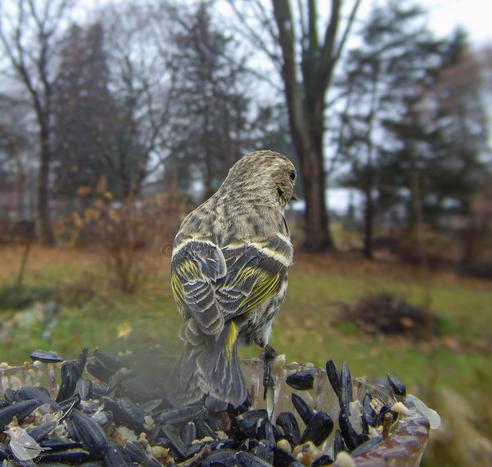 The back view of a Pine Siskin, showing the yellow on tail and wings.