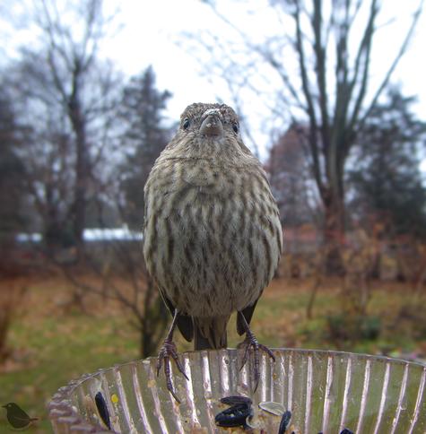 A very round and cute female House Finch