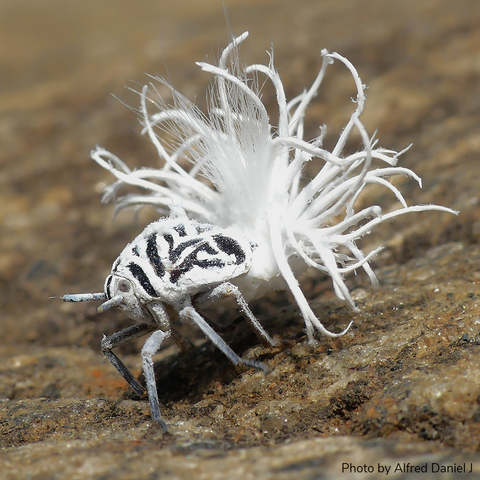 Closeup of a small insect on a brown dirt or rock surface. The insect has a small head and dome-shaped thorax, while its abdomen features a wild array of long fine white hairs and long thicker white growths. The insect’s body appears covered in a white powdery substance, except for black spots and stripes on its thorax.