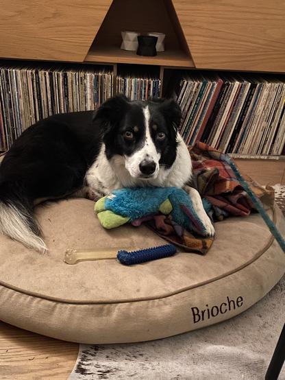 Black and white border collie on a dog bed with her left paw wrapped around a blue stuffed elephant
