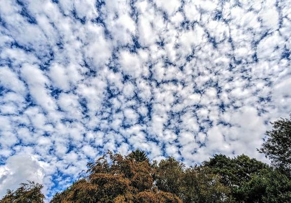 Looking up to the sky over the treetops. The sky is filled with small, fluffy clouds like cotton wool balls with a deep blue sky showing in between