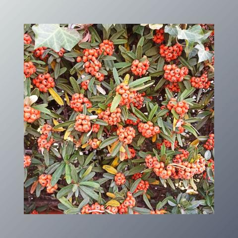 Flors d'hivern
