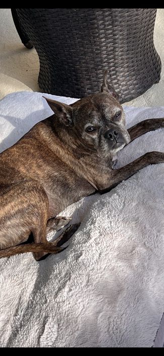 Small brindle dog on a fuzzy white dog bed looking sleepily at the camera as sunbeams shift over him