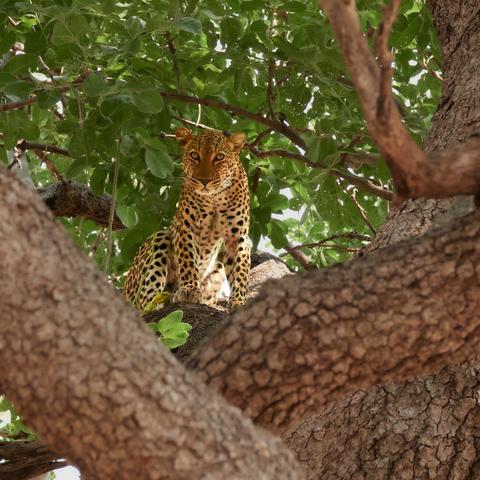 Leopard in a sausage tree looking intensely at the photographer. Photo taken in South Luangwa National Park, Zambia.