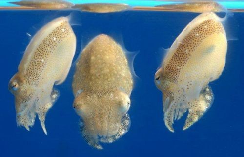 Three cute little cuttlets hanging out in the water.