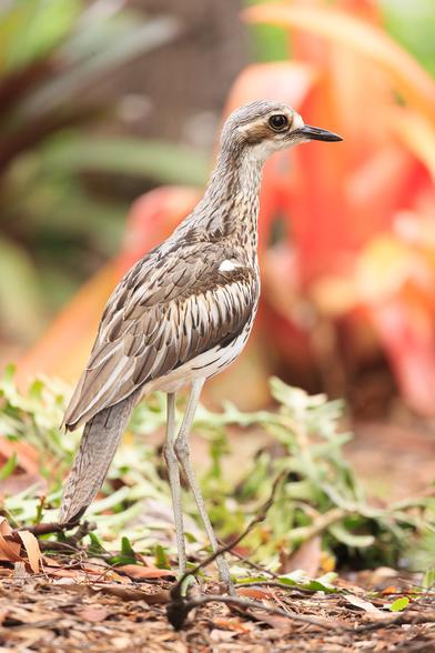 A youngish Bush Stone Curlew stands in a garden with a pink bromeliad behind it.