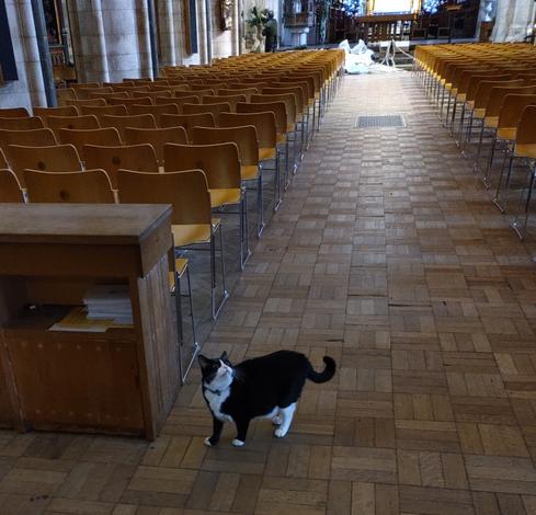 Eine schwarz-weiße Katze steht im Mittelgang einer großen Kirche.