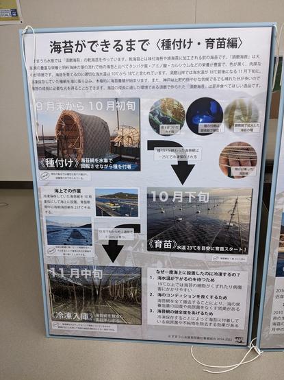 Poster in Japanese with information and pictures of seaweed starting seedlings and planting september to October