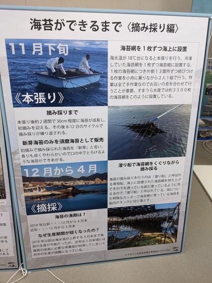 Poster in Japanese with pictures and info of growing and harvesting seaweed in Nov and December