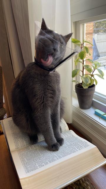A grey cat wearing a cone and trying to clean herself through it while sitting on a dictionary.