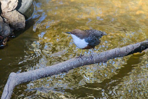 A photo titled "British Dipper (Cinclus c. gularis)", taken near Fixed Weir 8A, New Gilwern Weir by Allan Hopkins on Flickr.