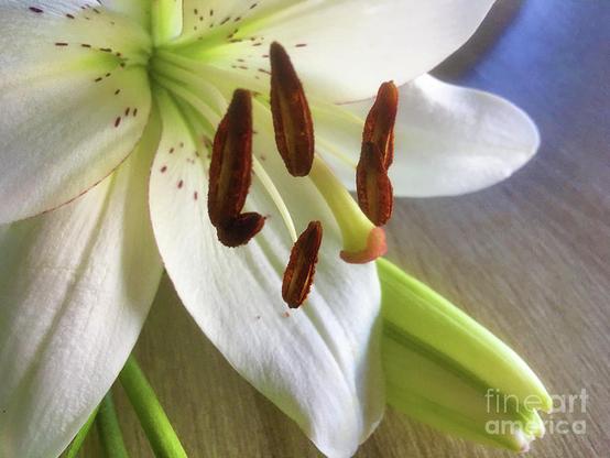 Lilium candidum, Madonna lily or white lily, is a plant from the family of true lilies.
On the feast of St. Anthony, which is celebrated on June 13, is blessed with lilies. The lily became a symbol of St. Anthony because it reminds us of the purity that this saint possessed.