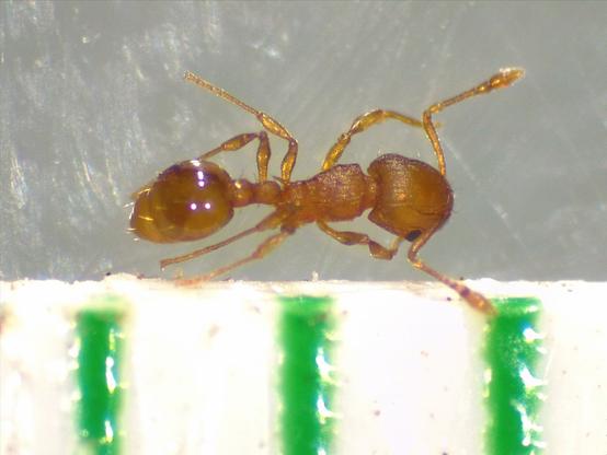Close up photo via microscope of a uniformly golden honey-colored ant measured against a millimeter scale bar.  Ant is about 1.5 marks long.  Midsection of the ant is armed with long spines pointing backwards.