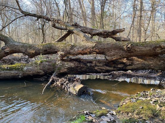 A photo of a creek in the woods of Williamsburg VA on a sunny December day.