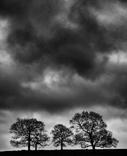 A mono photo. Three trees in silhouette against a very dark stormy sky.