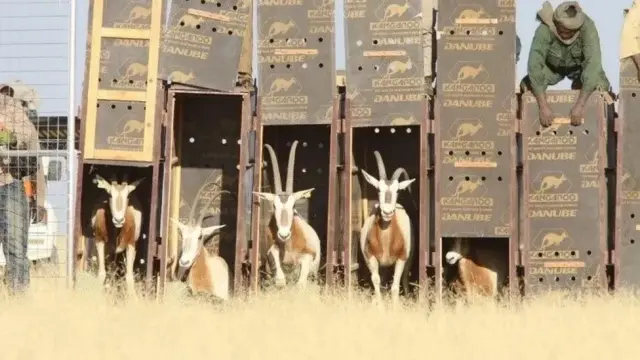 Antelopes being released from transport boxes by african conservationists