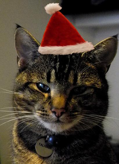 A ticked tabby cat looking at the camera. On his head is a (photoshopped) red and white Santa hat.