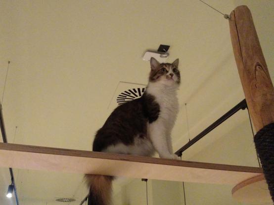Schwarz-weiße Katze sitze auf einem Brett das hoch oben im Raum montiert ist