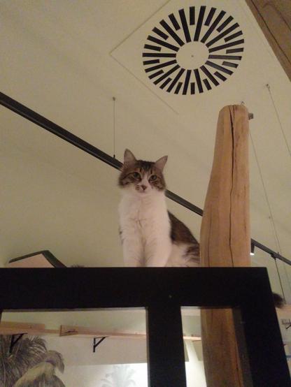 Schwarz-weiße Katze sitze auf einem Brett das hoch oben im Raum montiert ist