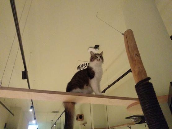 Schwarz-weiße Katze sitze auf einem Brett das hoch oben im Raum montiert ist