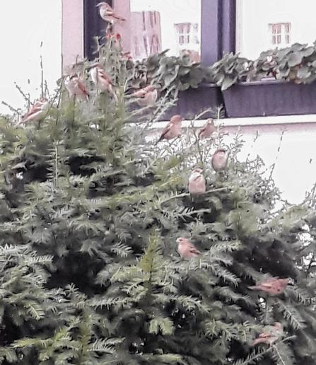 Auf einem kiefernartigen Busch, einer Konifere, dem Aussehen nach wie ein Tannenbaum, sitzen Haussperlinge verteilt wie kleine Schmuckelemente. Oben auf der Spitze, thront ein einzelner Spatz. Im Hintergrund eine Hausfassade mit Fenster und Balkonkasten.