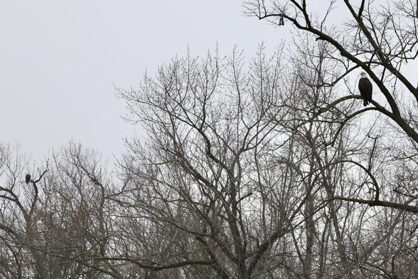 Two bald eagles perched along the shore of the wisconsin river. The closer eagle in the upper right upper branches of a tree, and a second eagle in the lower left distance.