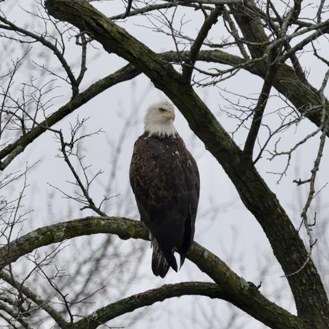 Facing away in body, but looking back over the right shoulder waiting comfortably.