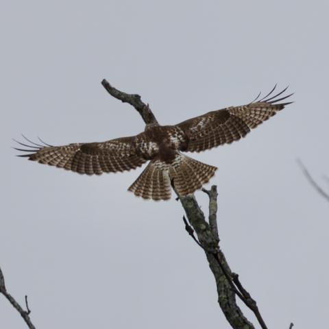 Red-tailed hawk in the final soar up to a perch on the top solid branch of the tree.