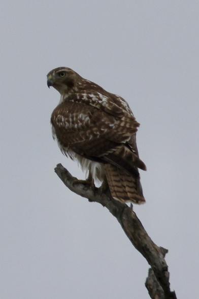 Settled in on the branch, the red-tailed hawk looks back over the left shoulder.