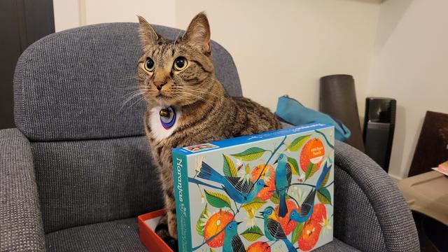 Photo of a brown striped tabby with white vest sitting inside a puzzle box with the cover upright on one side. Cover of shows the image of bright teal birds perched on blue branches that hold oranges, buds and blossoms with bees here and there.