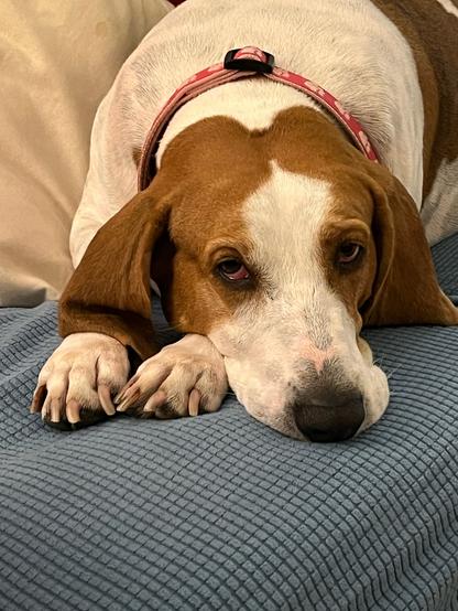 Pancake the Dog, resting head on cushion, struggling to stay awake