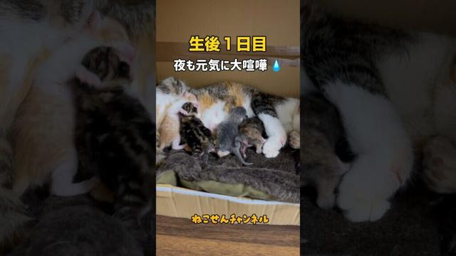 生後１日目の喧嘩が可愛いチビ子猫💕 | ねこせん