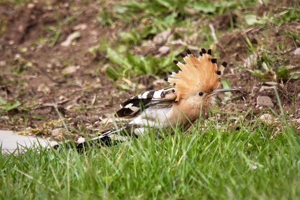 Hoopoe with crest raised