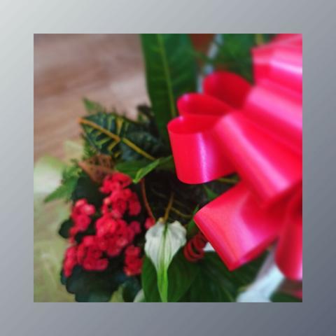 Planta amb flor vermella