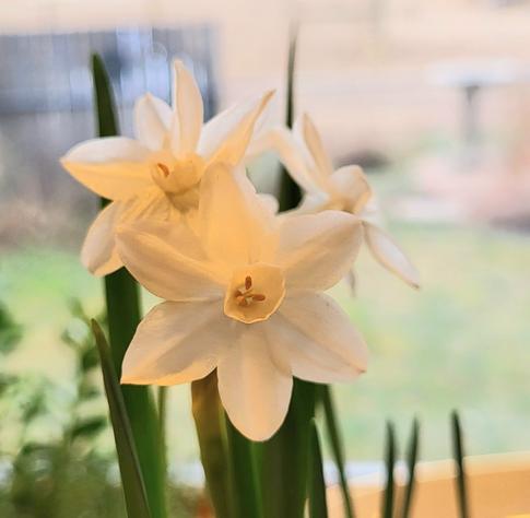 White Paperwhite blossoms