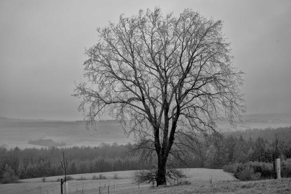 Solitär stehender großer, alter Baum auf einer neu angelegten Streuobstwiese. SW-Aufnahme, trübes  Wetter lässt den Hintergrund verschwinden.