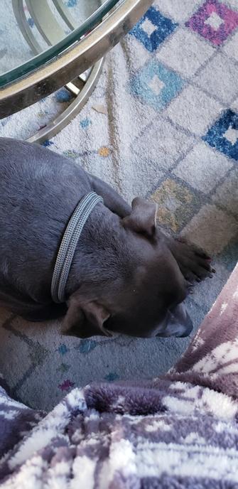 The big head of  a blue pittie from above. He's in his grey collar, resting his chin on his paws. His Owner is wearing her Xmas onesie.