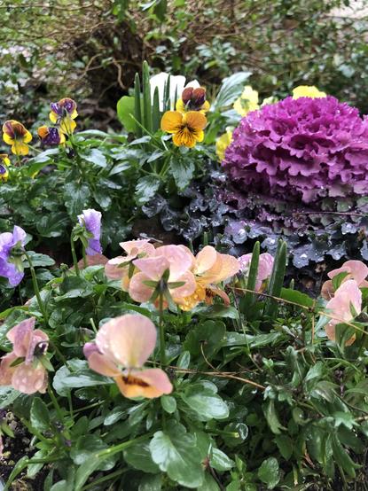 Container garden with colorful ornamental cabbage and pansies and violas.