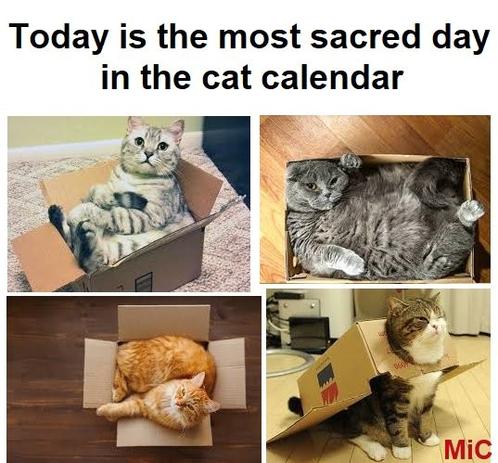 Today is the most sacred day in the cat calendar.
Images of cats in cardboard boxes