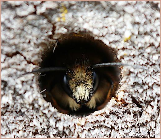 The wind blows hard, a bee takes refuge in the holes of an old piece of wood, it looks like a tiny furry bear.