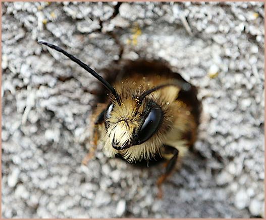 The wind blows hard, a bee takes refuge in the holes of an old piece of wood, it looks like a tiny furry bear.
