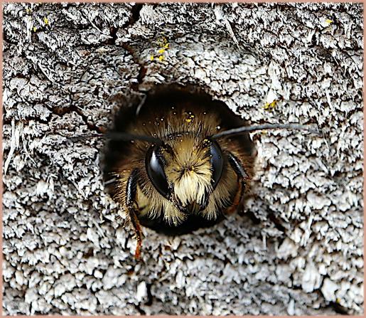 The wind blows hard, a bee takes refuge in the holes of an old piece of wood, it looks like a tiny furry bear.
