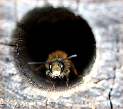 The wind blows hard, a bee takes refuge in the holes of an old piece of wood, it looks like a tiny furry bear.