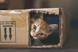 Cat in a box