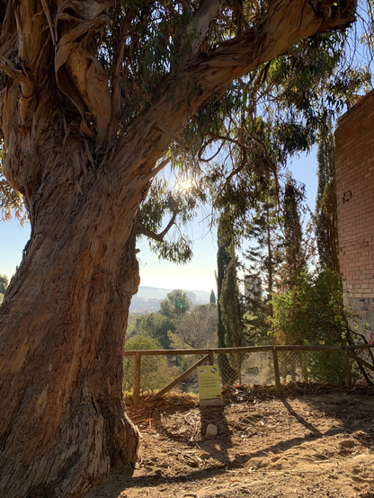 Un bel eucalyptus et Barcelone en arrière plan
