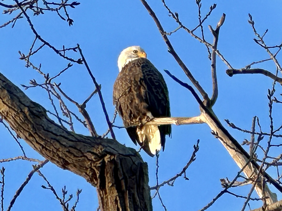 Bald eagle