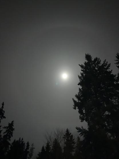Full Moon, Spruce, Trees at Night