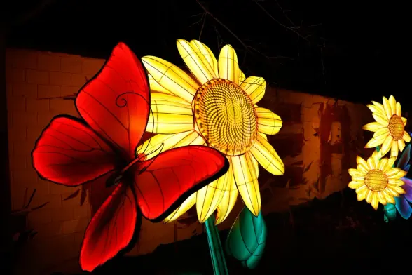 Laternen der China Lights Show im Kölner Zoo in Form von Sonnenblumen und einem roten Schmetterling, der auf einer der Blumen sitzt